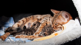 Bengal Kitten braun